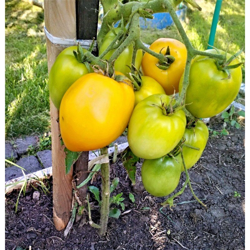 Tomato seeds Buyan (Boets) yellow 15 pcs