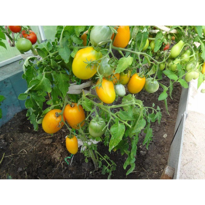 Tomato seeds Buyan (Boets) yellow 15 pcs