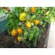 Tomato seeds Buyan (Boets) yellow 15 pcs