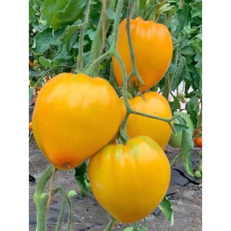 Tomato seeds Orange Spam F1 10 pcs