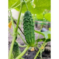 Cucumber seeds Pulse F1 10 pcs