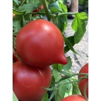 Насіння томату Фіфті F1 10 шт