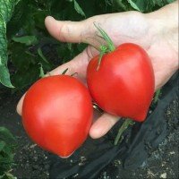 Cyrano F1 tomato seeds 10 pcs