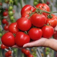 Tomato seeds Margosha F1 10 pcs
