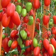 Tomato seeds Jack Pot F1 10 pcs