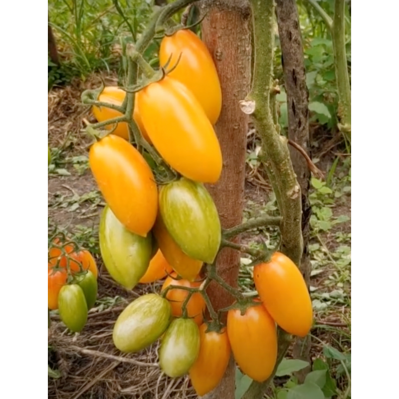 Насіння томату Котя F1 10 шт