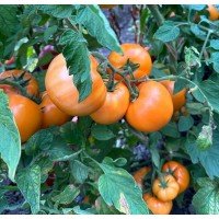 Насіння томату Золотий Дубай F1 10 шт