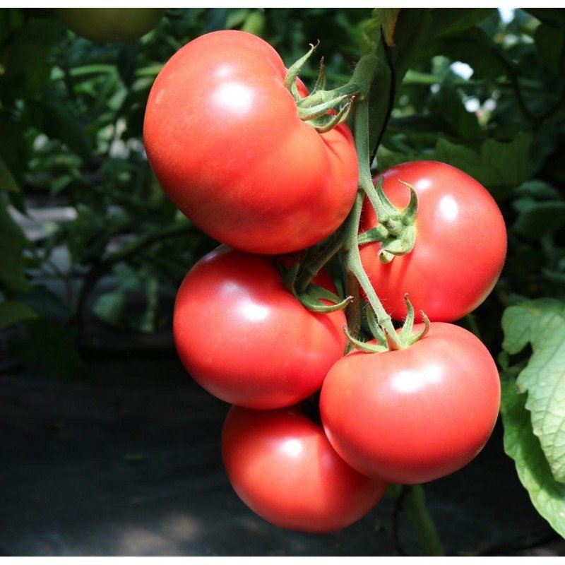 Tomato seeds Pink Dubai F1 10 pcs