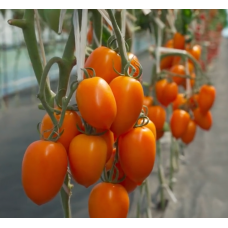 Tomato seeds Shurim F1 10 pcs