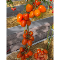 Tomato seeds Poker F1 10 pcs