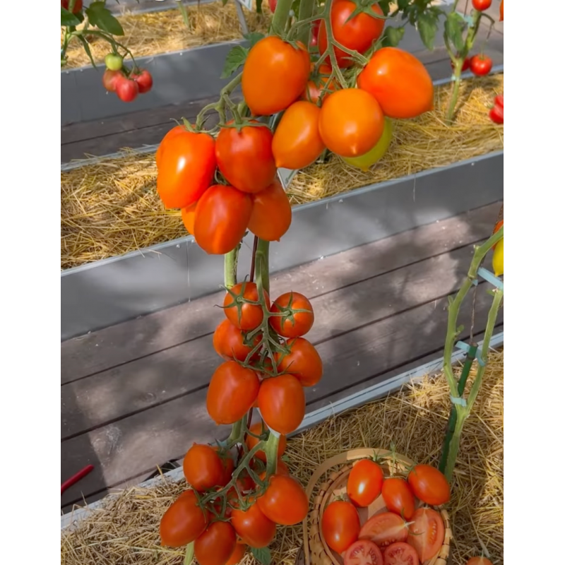 Tomato seeds Poker F1 10 pcs