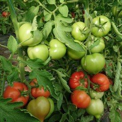 Tomato seeds Borov F1 10 pcs