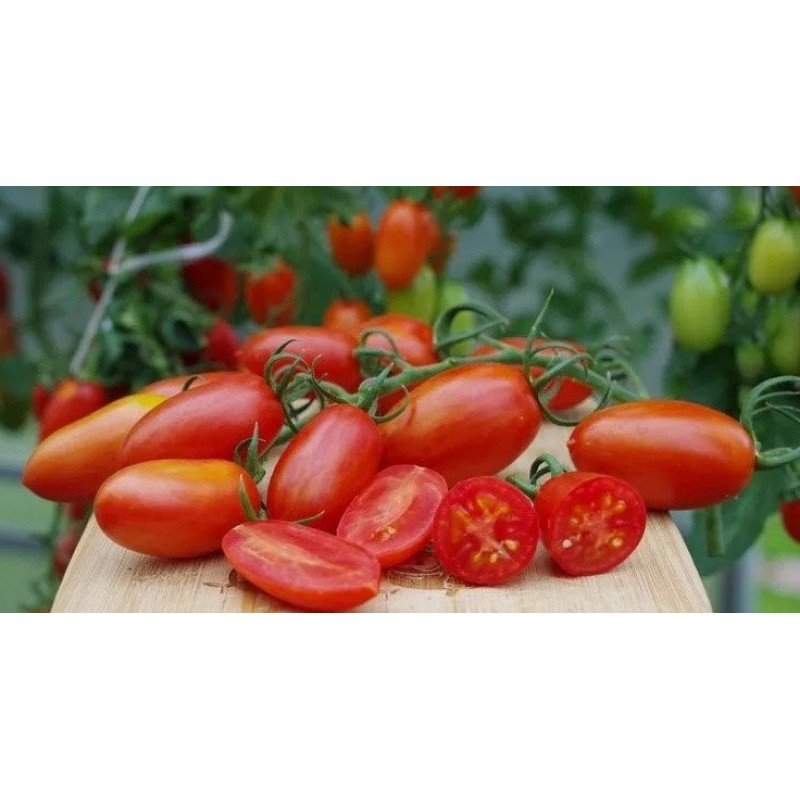 Насіння томату Рудий Котя F1 10 шт