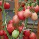 Tomato seeds Sinbad F1 10 pcs