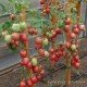 Tomato seeds Sinbad F1 10 pcs