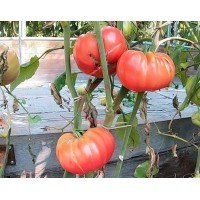 Насіння томату Точильний камінь (Whetstone Wonder) 15 шт