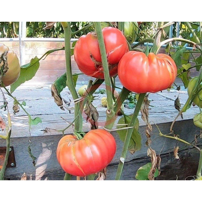 Tomato seeds Whetstone Wonder 15 pcs
