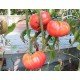 Tomato seeds Whetstone Wonder 15 pcs
