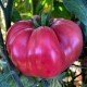 Tomato seeds Whetstone Wonder 15 pcs