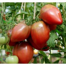 Tomato seeds Purple Heart 15 us