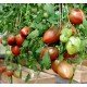 Tomato seeds Purple Heart 15 us