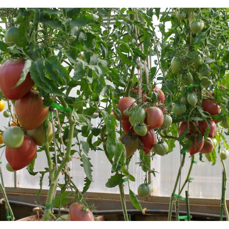 Tomato seeds Purple Heart 15 us