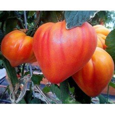 Tomato seeds Star Link F1 10 pcs