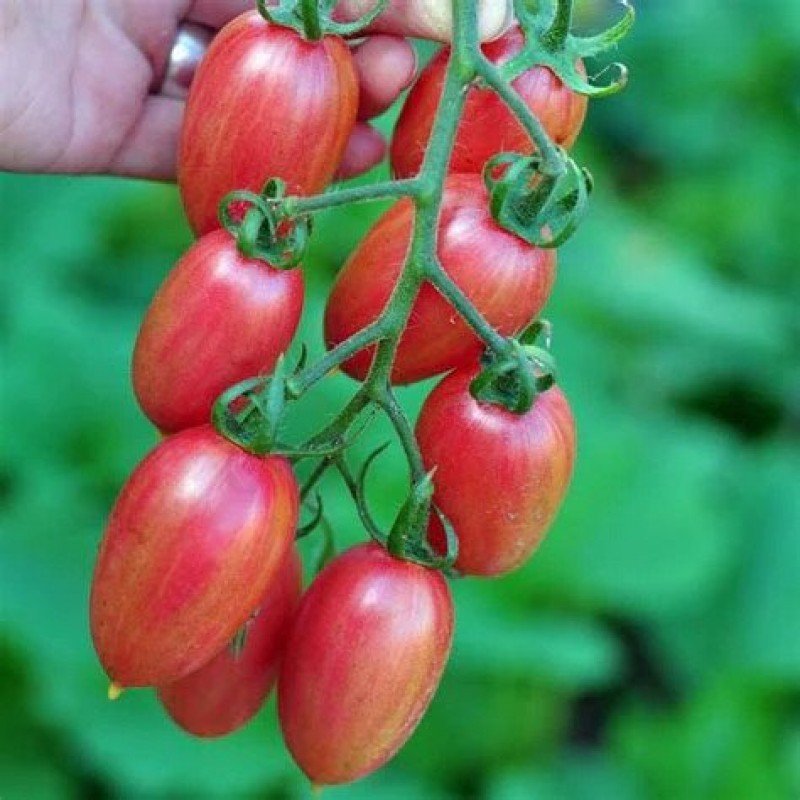 Tomato seeds Pink Mesh (Maglia Rosa) 15 pcs