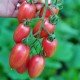 Tomato seeds Pink Mesh (Maglia Rosa) 15 pcs
