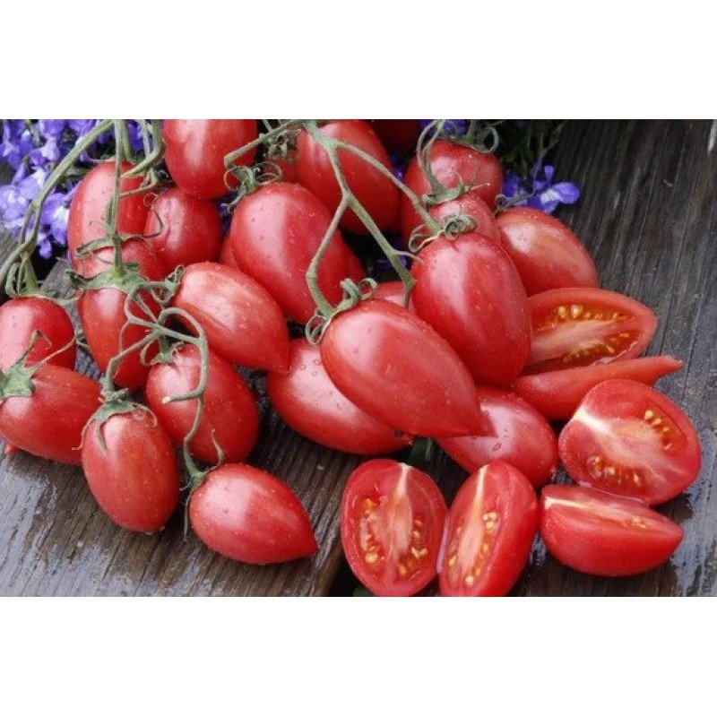 Tomato seeds Pink Mesh (Maglia Rosa) 15 pcs