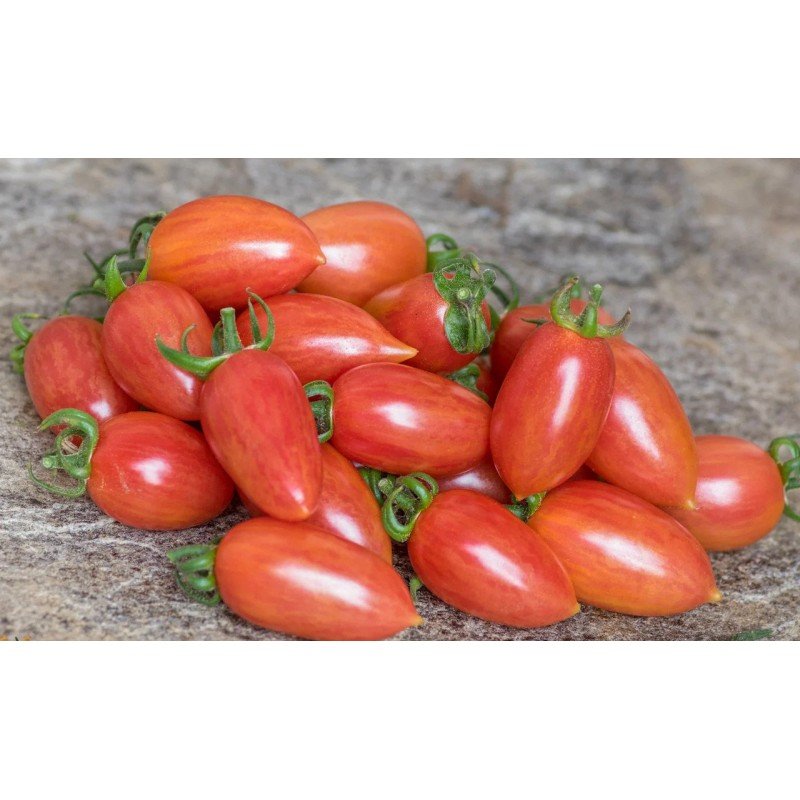 Tomato seeds Pink Mesh (Maglia Rosa) 15 pcs