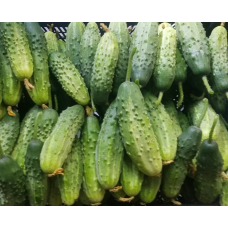 Cucumber seeds Radar F1 0.5 g