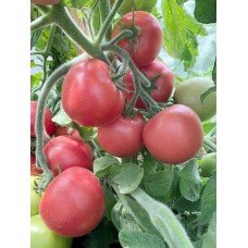 Tomato seeds Velour F1 10 pcs