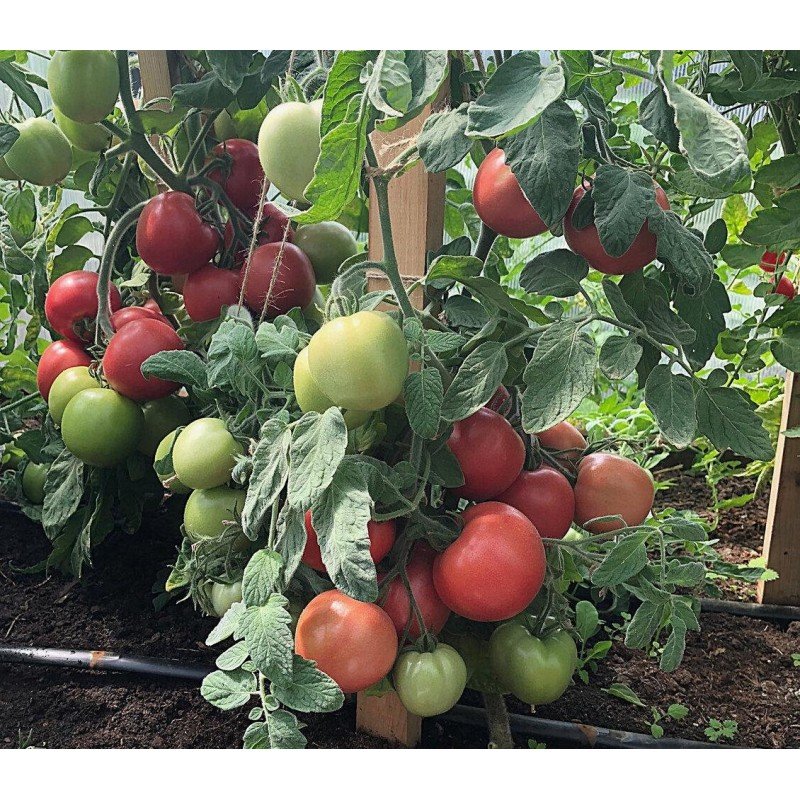 Насіння томату Велюр F1 10 шт