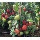 Насіння томату Велюр F1 10 шт