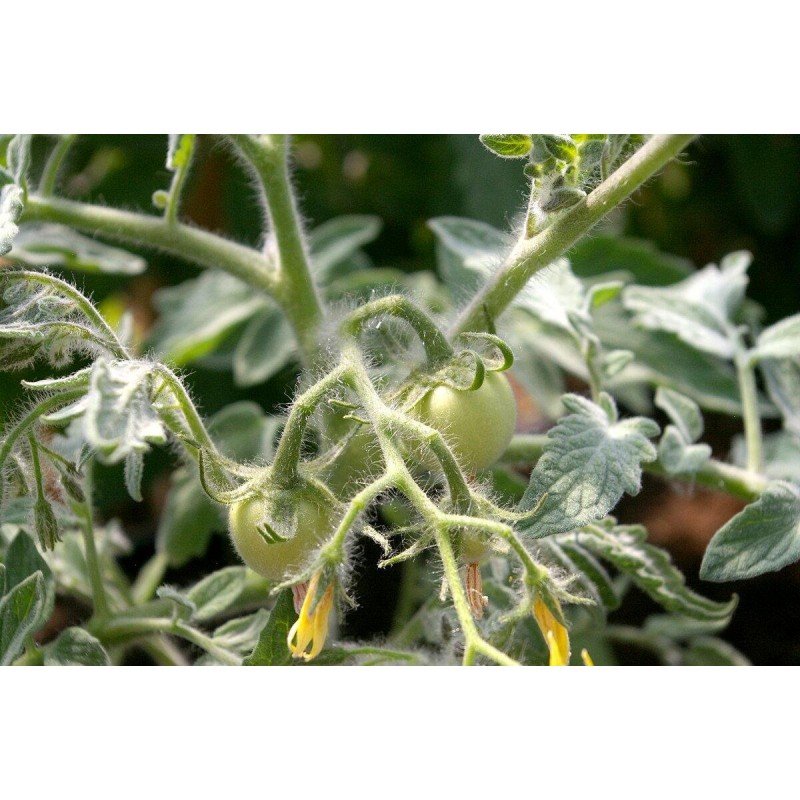 Насіння томату Велюр F1 10 шт