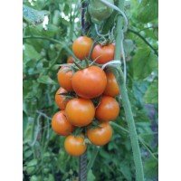 Насіння томату Пінг-понг золотий F1 10 шт