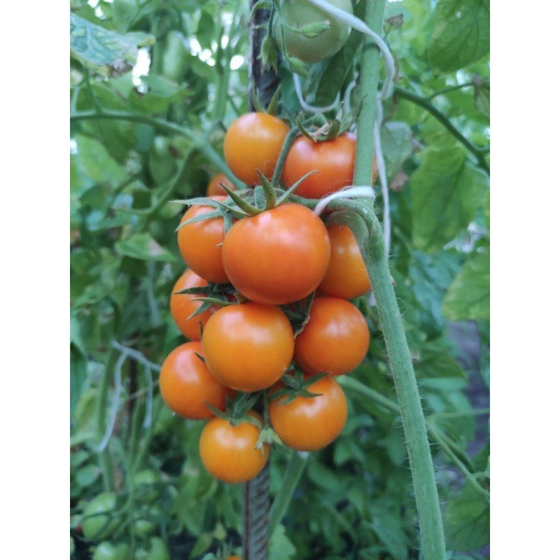 Насіння томату Пінг-понг золотий F1 10 шт