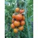 Насіння томату Пінг-понг золотий F1 10 шт