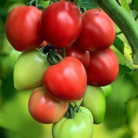 Tomato seeds Pink Hype F1 10 pcs