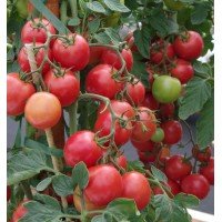 Tomato seeds Ping-Pong Raspberry F1 10 pcs