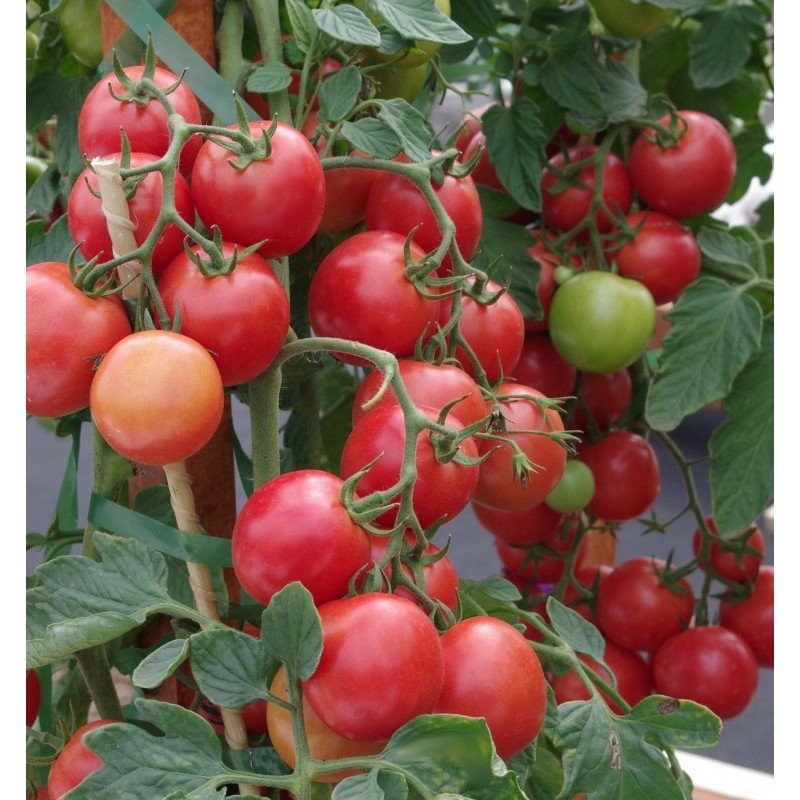 Tomato seeds Ping-Pong Raspberry F1 10 pcs