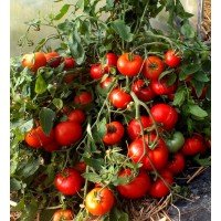 Tomato seeds Mongolian Dwarf (Mongolian Dwarf) 30 pcs