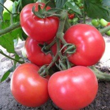 Tomato seeds Miron F1 10 pcs