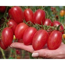 Tomato seeds Picnic F1 10 pcs