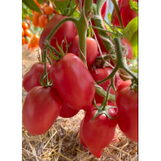 Tomato seeds Suleiman F1 10 pcs