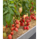 Насіння томату Сулейман F1 10 шт