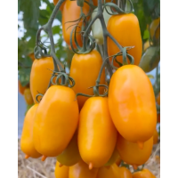 Tomato seeds Siesta F1 5 pcs