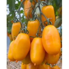Tomato seeds Siesta F1 5 pcs