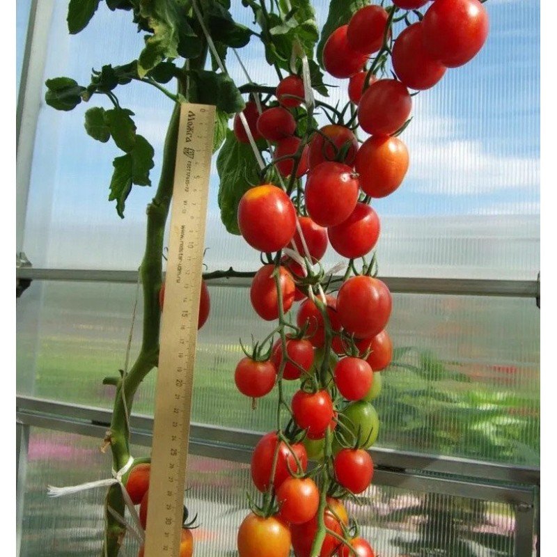 Насіння томату Літній бал F1 5 шт